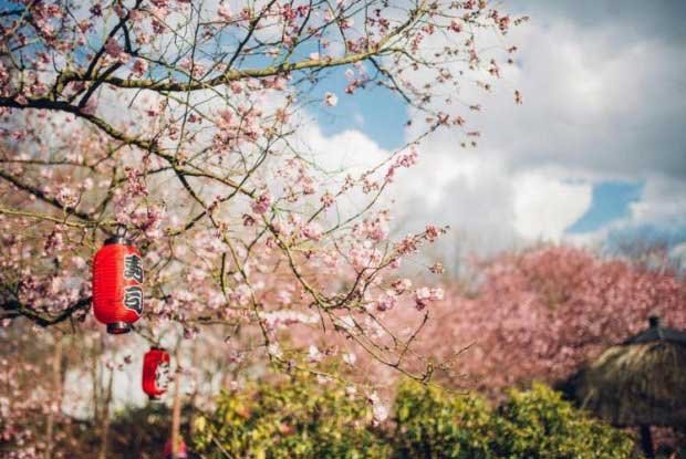 Japanse Tuin